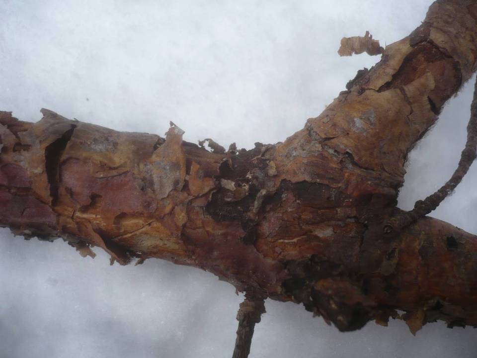 Peniophora pini image