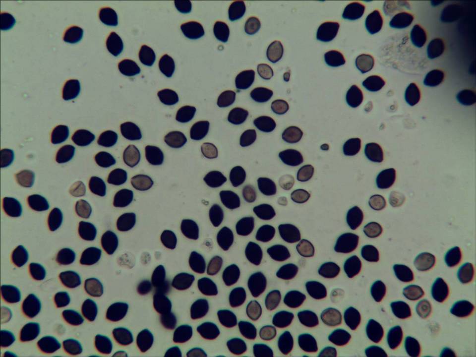 Panaeolus goossensiae image