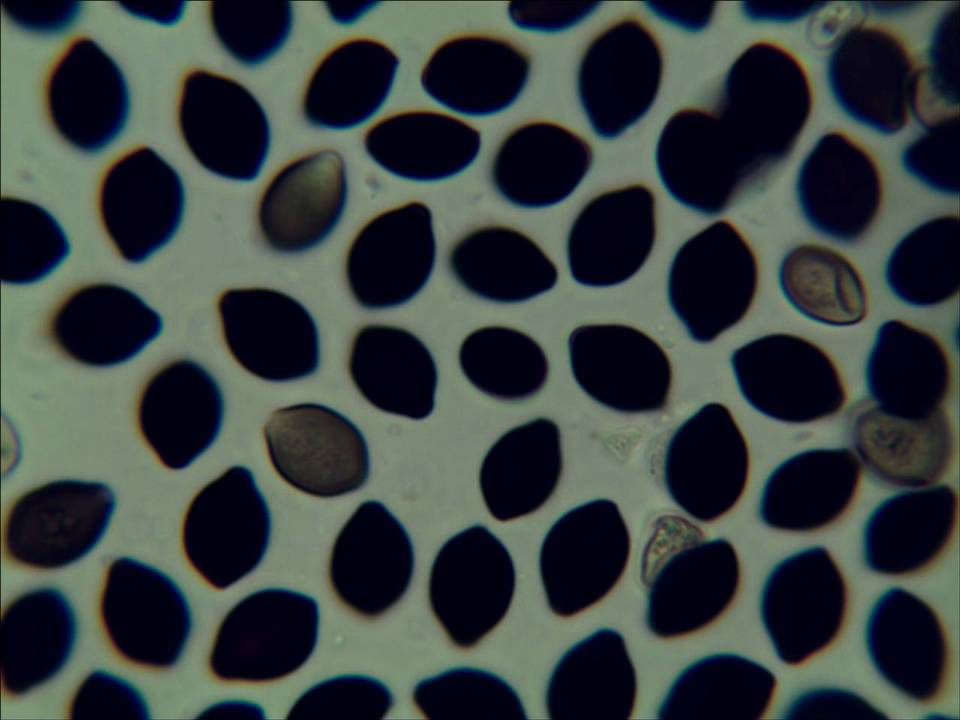 Panaeolus goossensiae image