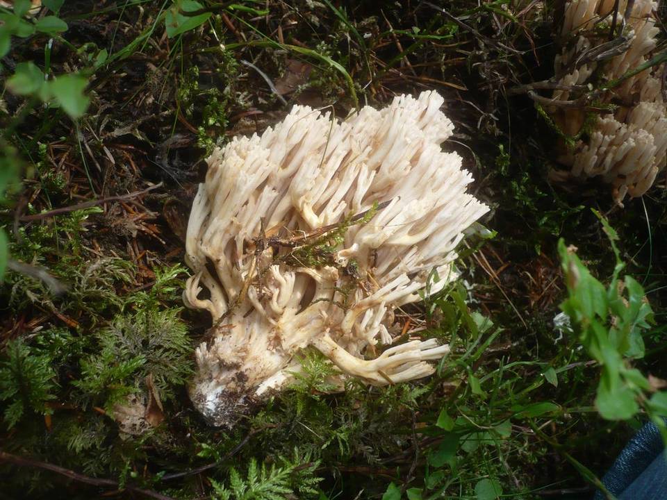 Ramaria pallidosaponaria image