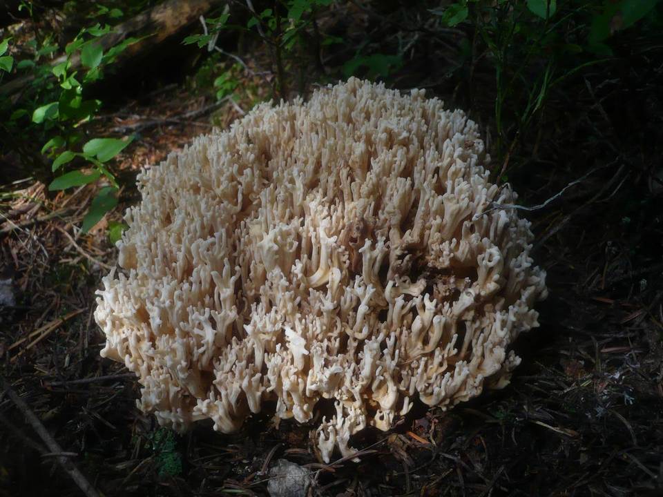 Ramaria pallidosaponaria image