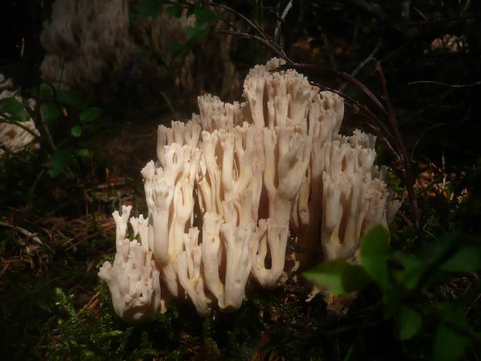 Ramaria pallidosaponaria image