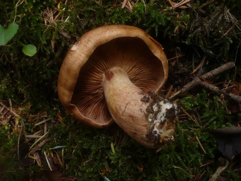 Tricholoma pseudonictitans image