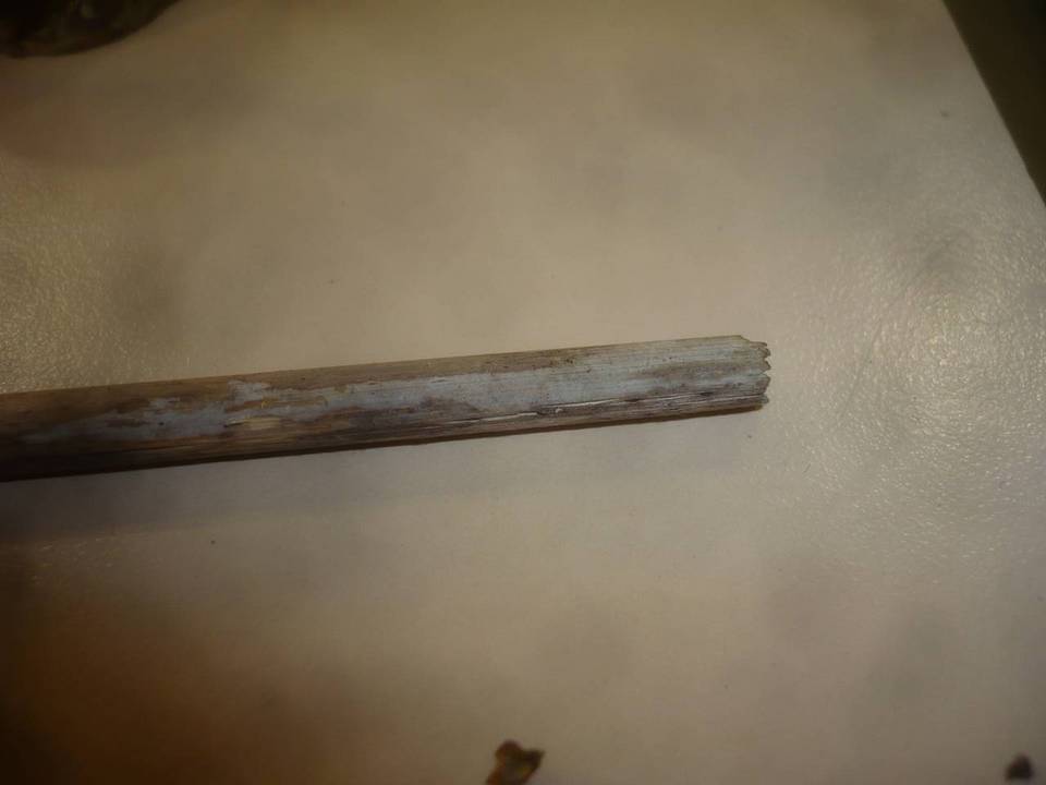 Acanthobasidium phragmitis image