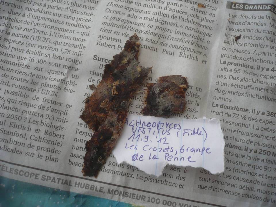 Helicogloea vestita image
