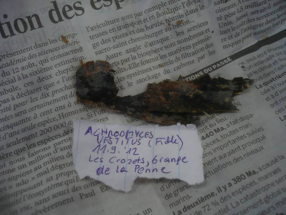 Helicogloea vestita image