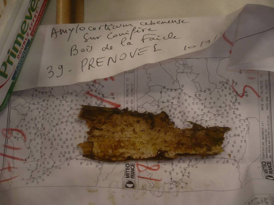 Amylocorticium cebennense image