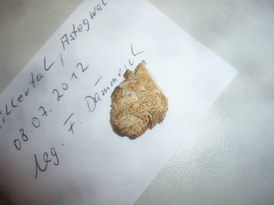Antrodia mellita image