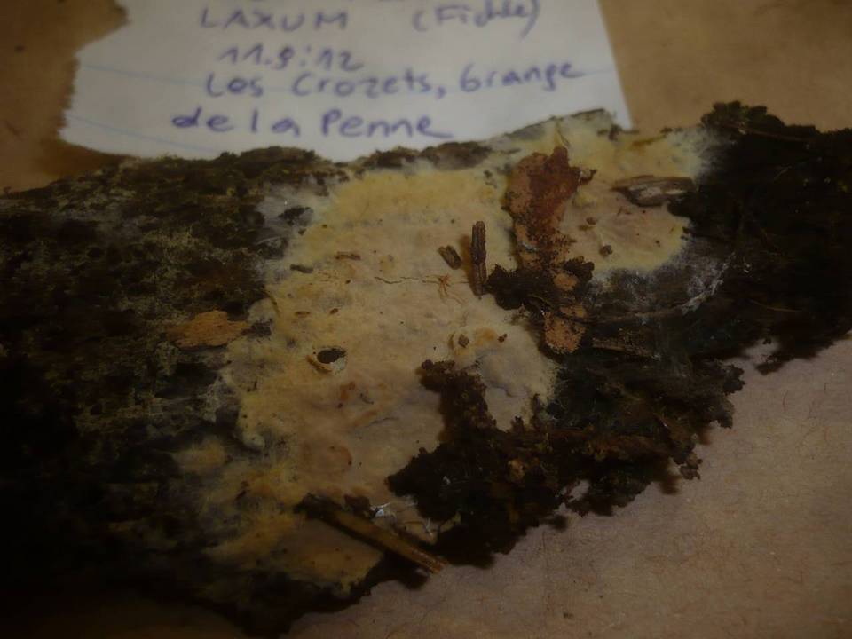 Asterostroma laxum image