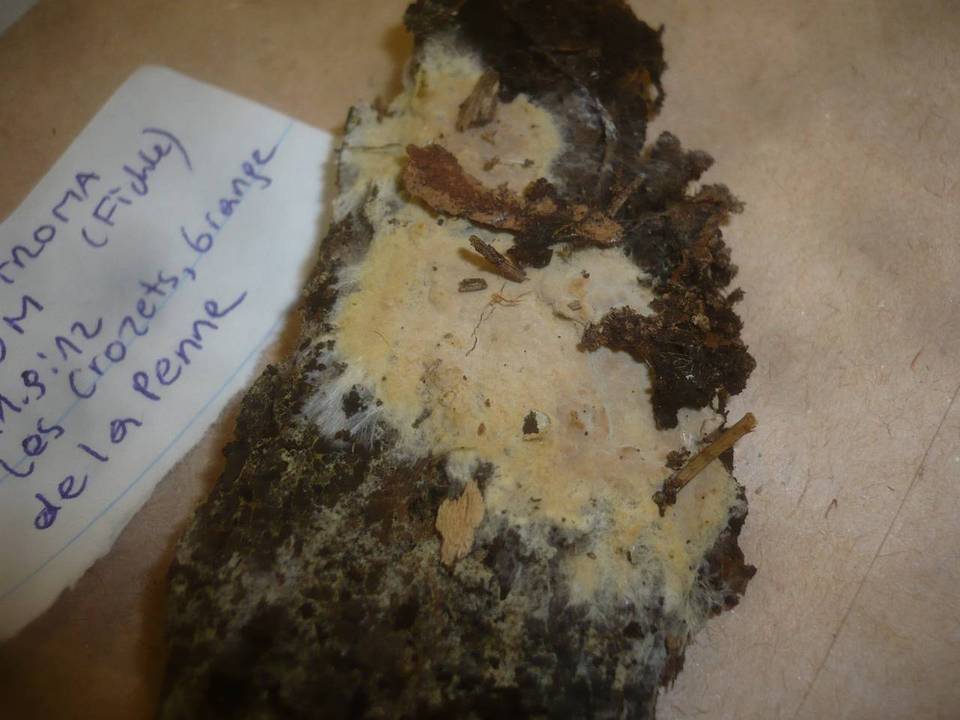 Asterostroma laxum image