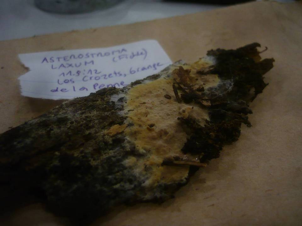 Asterostroma laxum image