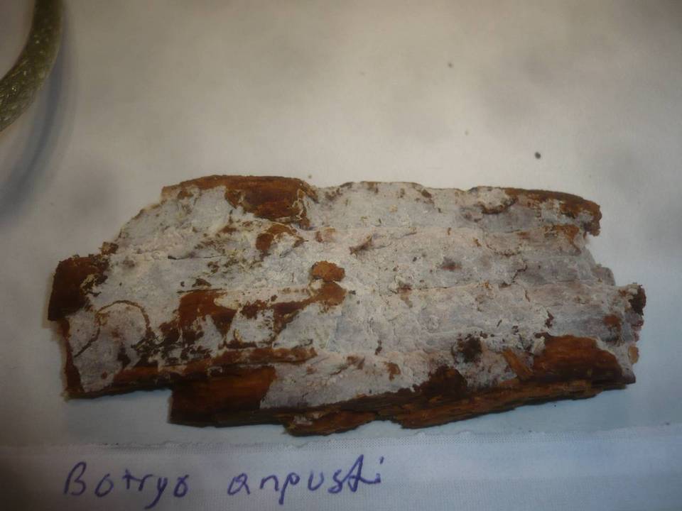 Botryobasidium intertextum image