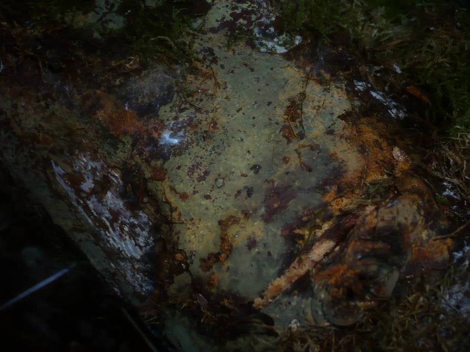 Cerocorticium sulfureoisabellinum image