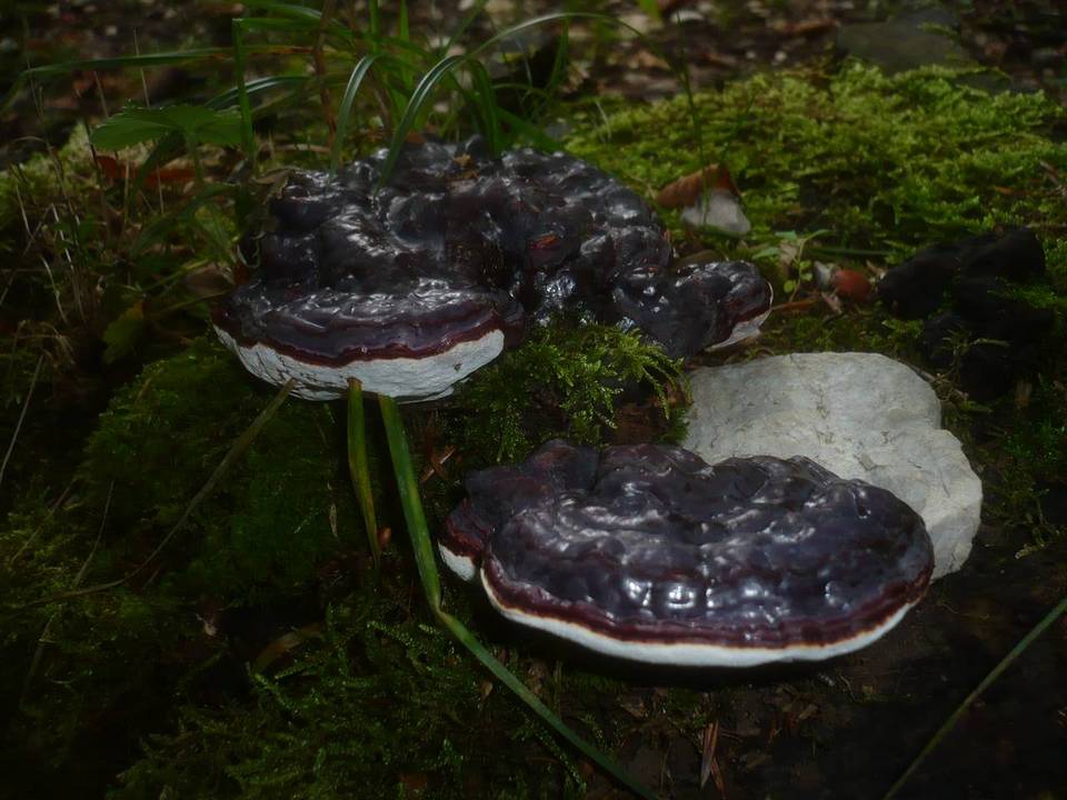 Ganoderma carnosum image