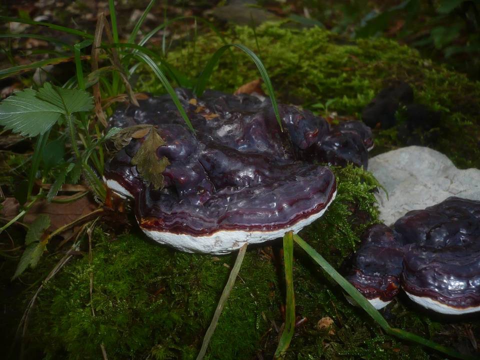 Ganoderma carnosum image