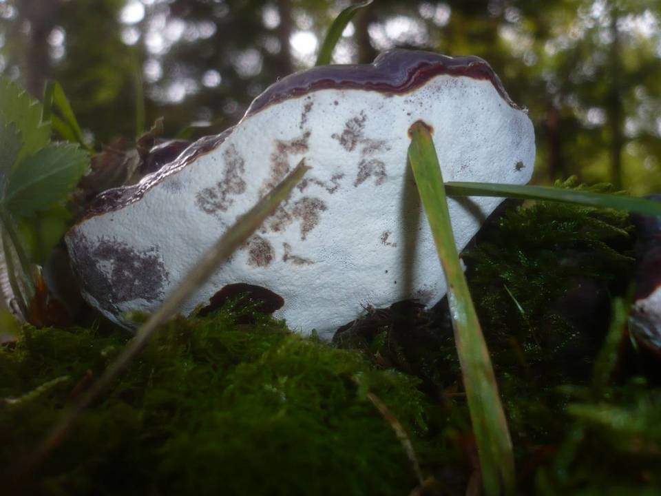 Ganoderma carnosum image