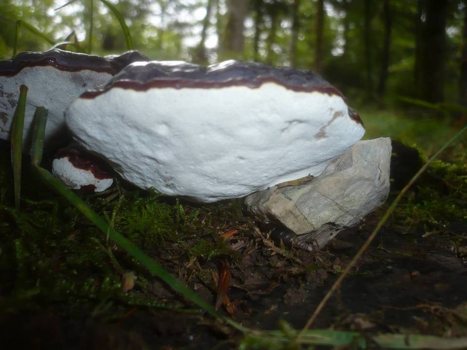 Ganoderma carnosum image