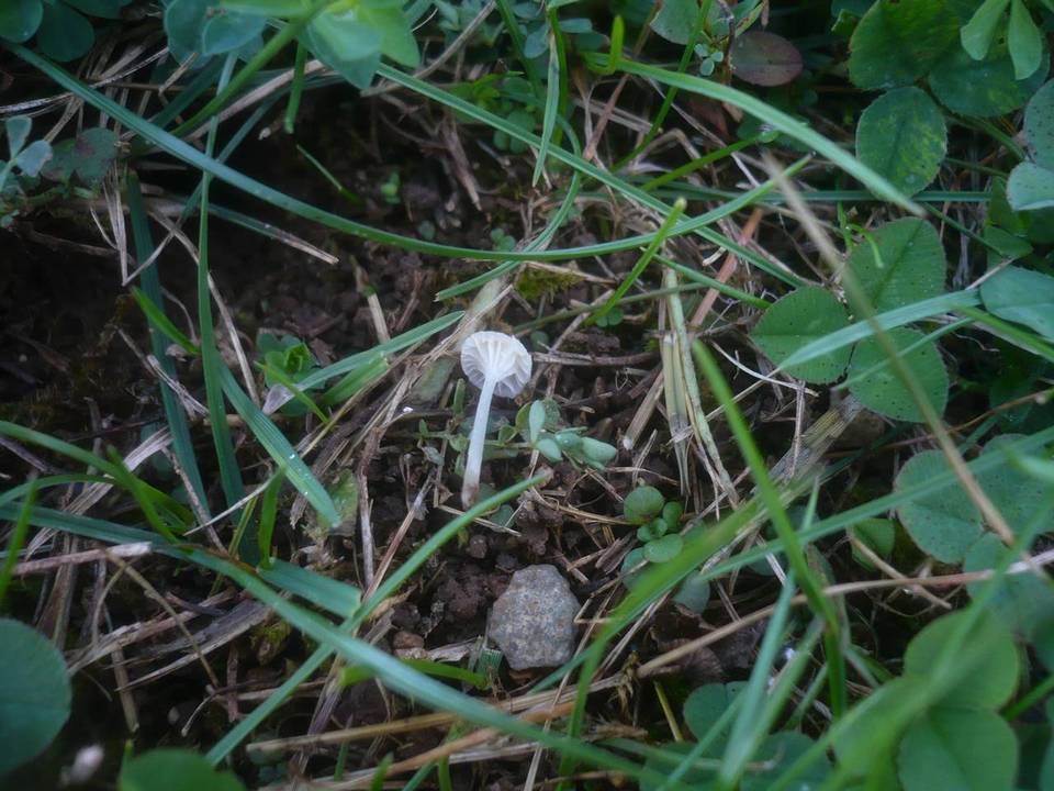 Hemimycena mairei image