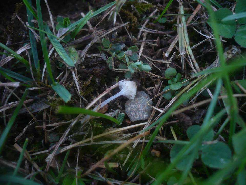Hemimycena mairei image