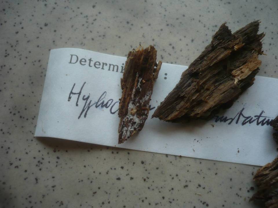 Hyphoderma incrustatum image