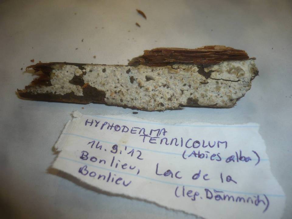 Conohypha terricola image