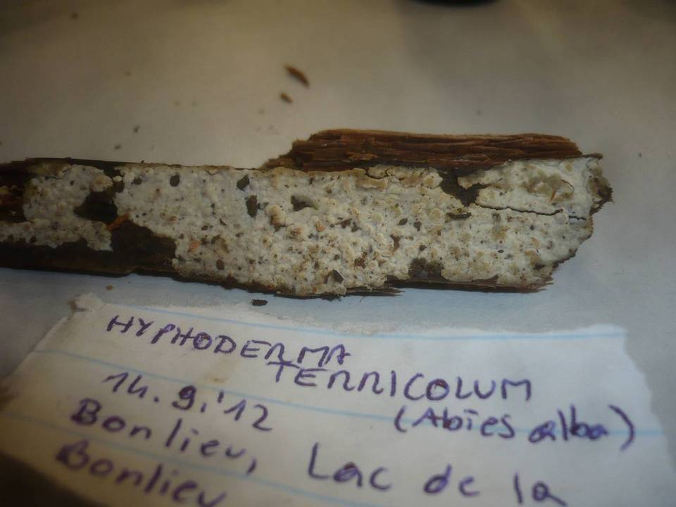 Conohypha terricola image