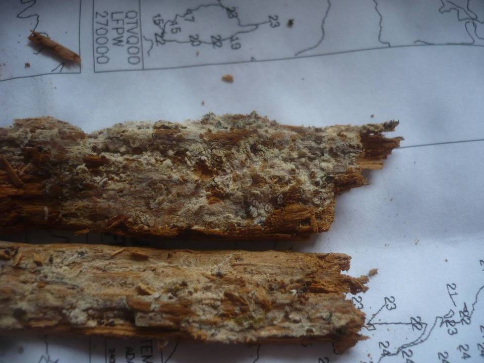 Jaapia ochroleuca image