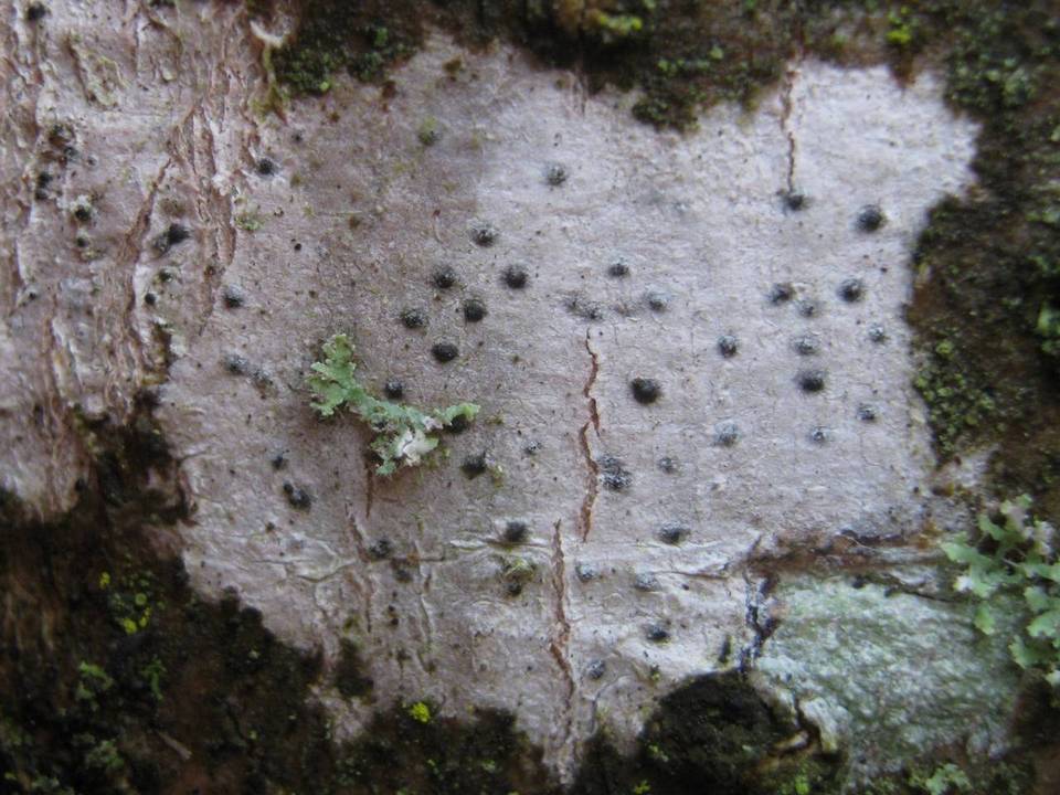Pyrenula laevigata image