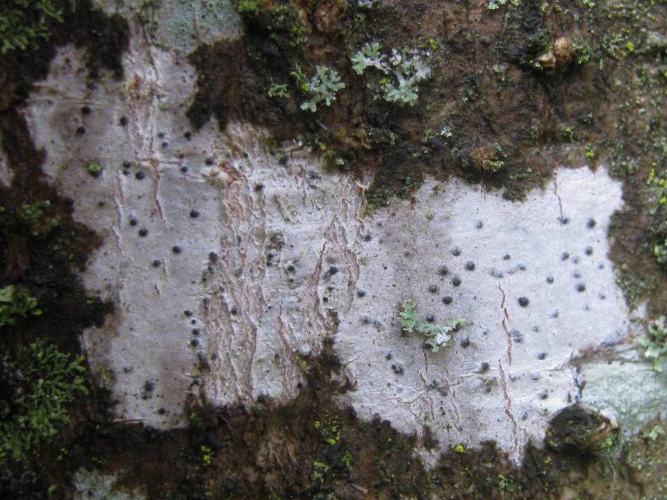 Pyrenula laevigata image