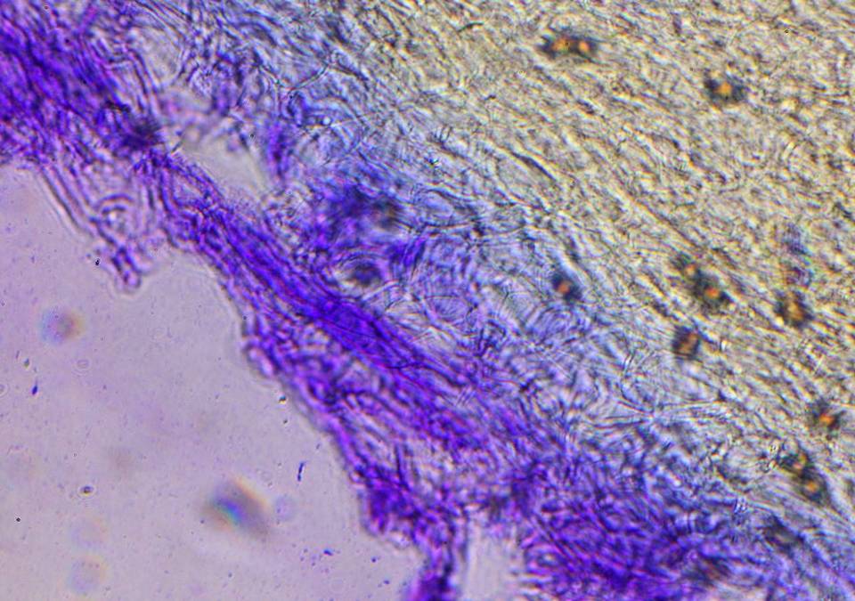 Psilocybe subaeruginascens image