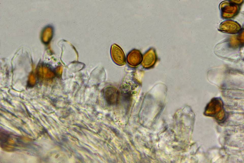 Psilocybe subaeruginascens image
