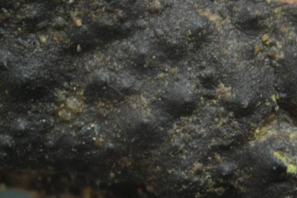Nemania aenea var. macrospora image