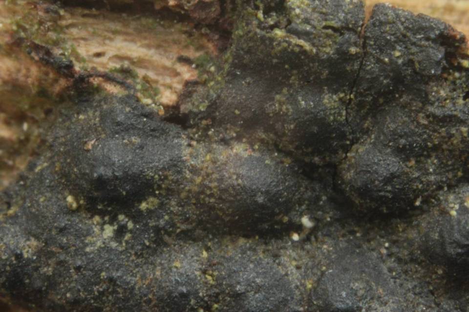 Nemania aenea var. macrospora image