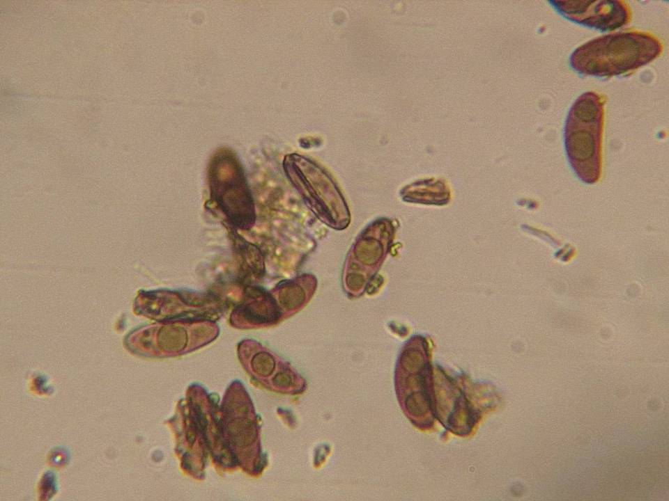 Nemania aenea var. macrospora image
