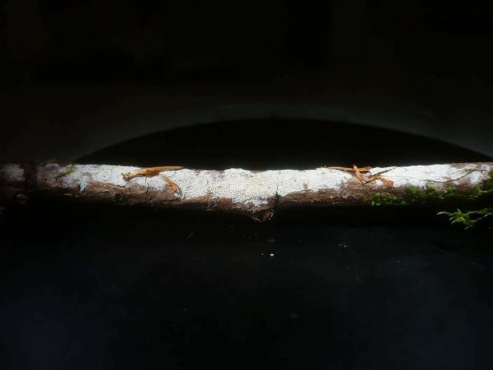 Cabalodontia queletii image