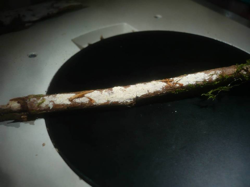 Cabalodontia queletii image