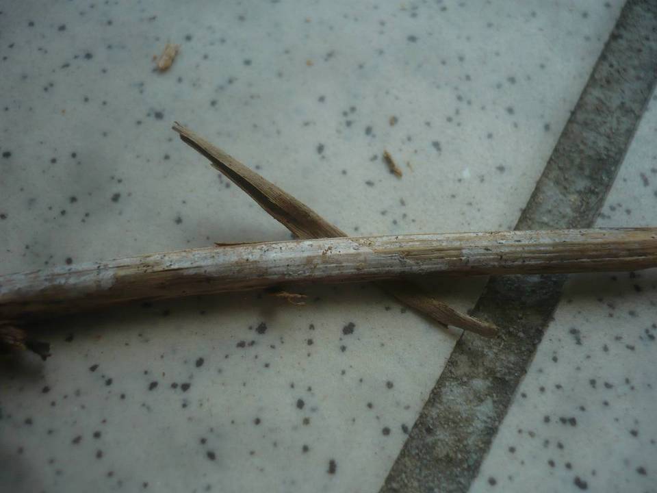Xenasmatella subflavidogrisea image
