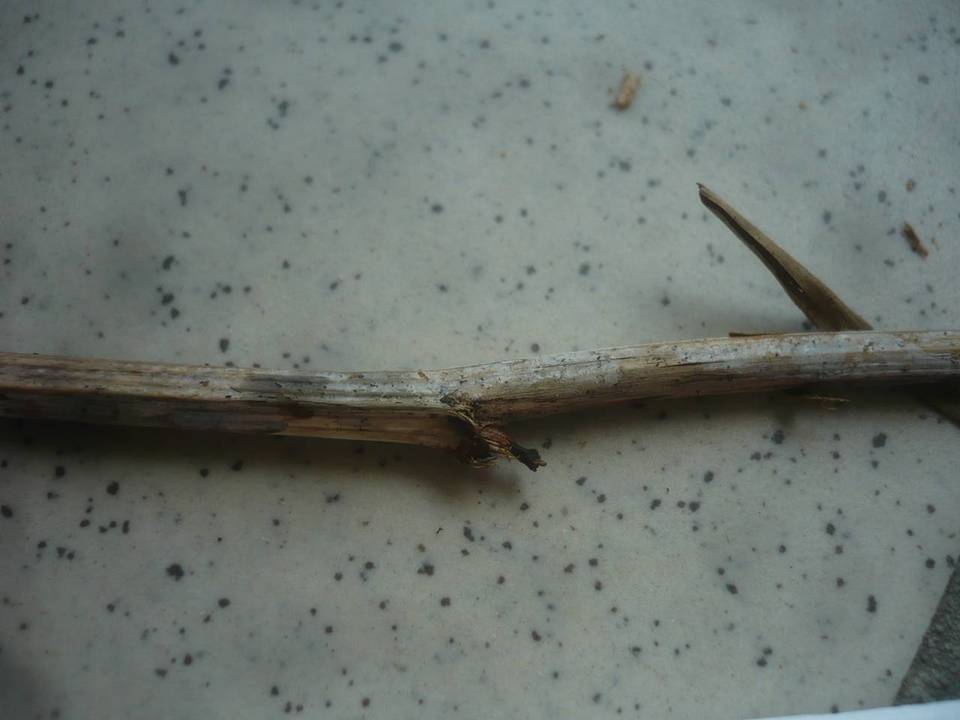 Xenasmatella subflavidogrisea image
