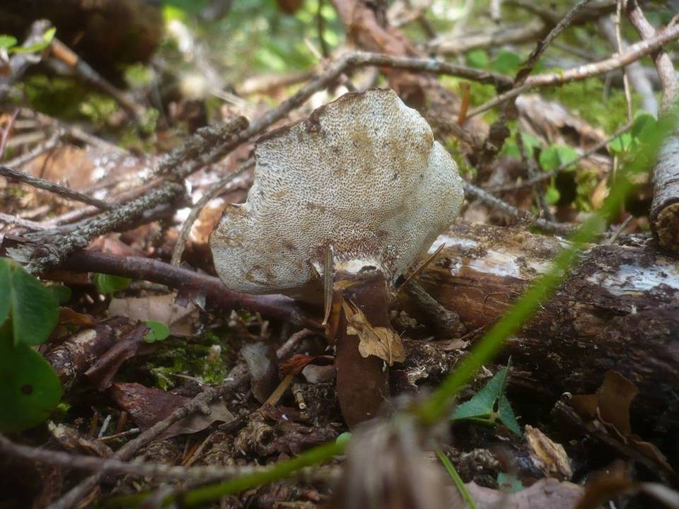 Podofomes trogii image