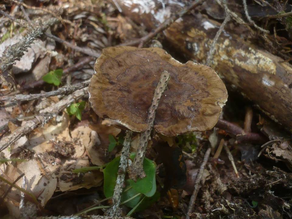Podofomes trogii image