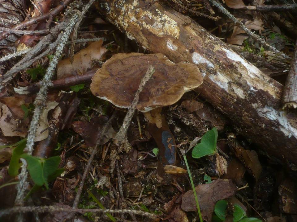 Podofomes trogii image