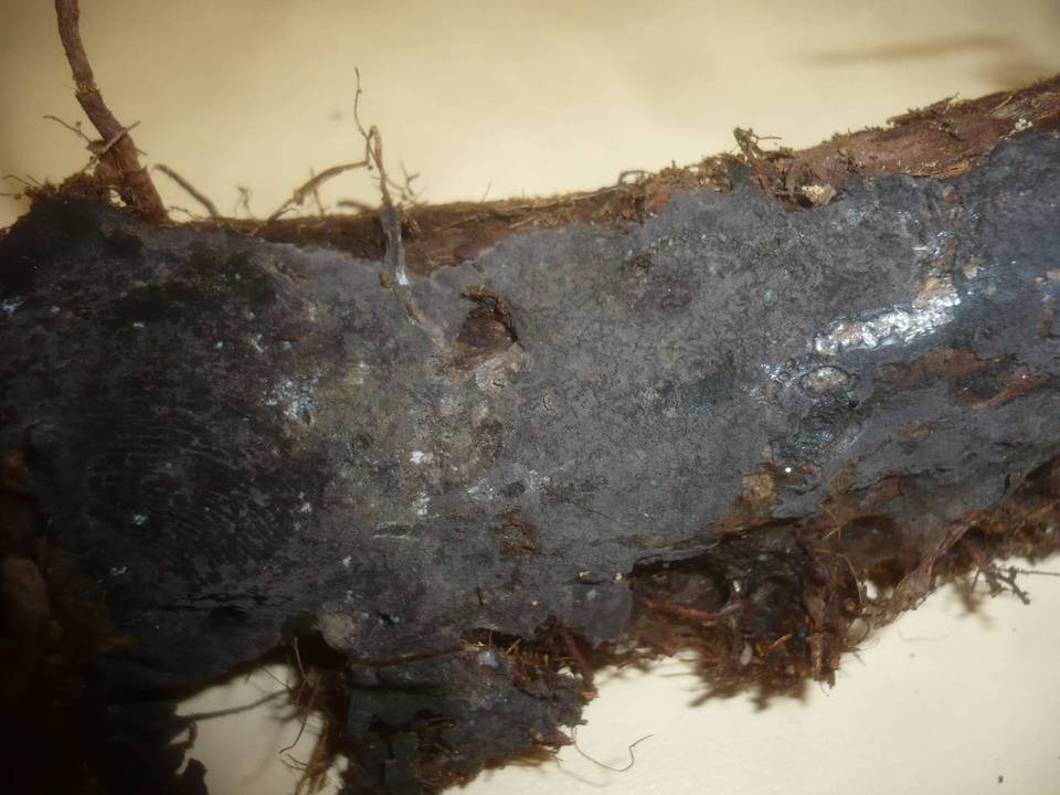 Pseudotomentella atrofusca image
