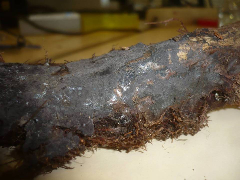 Pseudotomentella atrofusca image