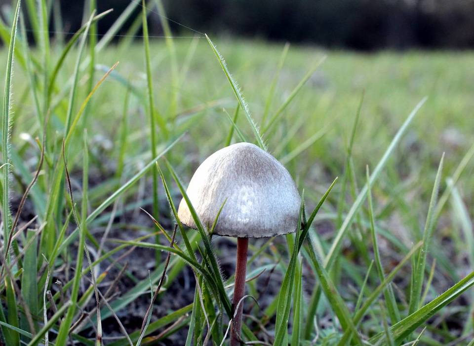 Panaeolus goossensiae image