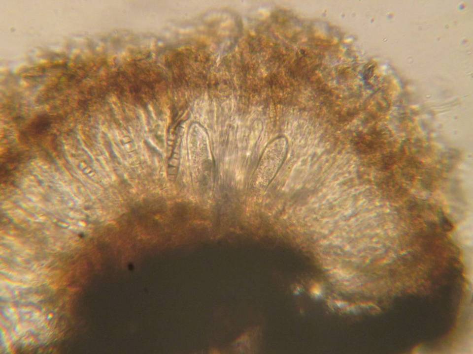 Oedohysterium insidens image