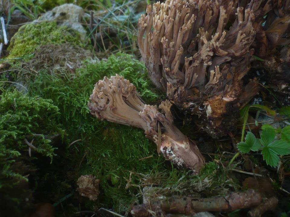 Ramaria bataillei image