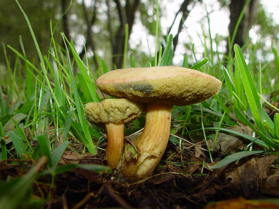 Hortiboletus engelii image