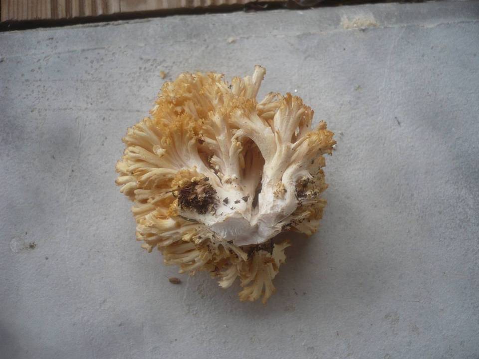 Ramaria flavoides image