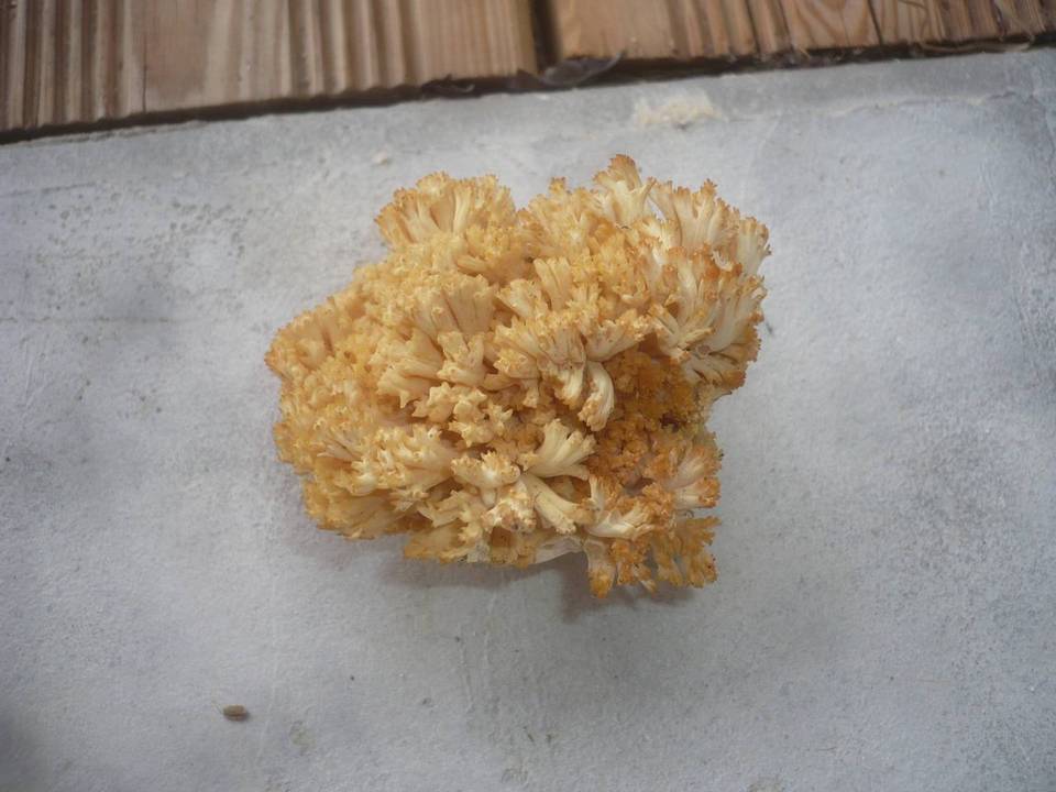 Ramaria flavoides image