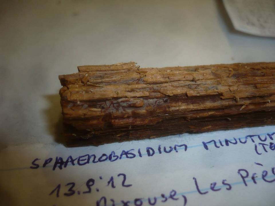 Repetobasidium vestitum image